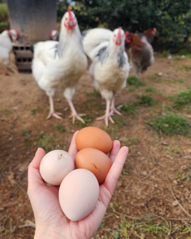 Panier d’œufs frais de poules pondeuses en hiver